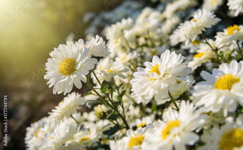 White chrysanthemum flowers. Autumn background with copy space 