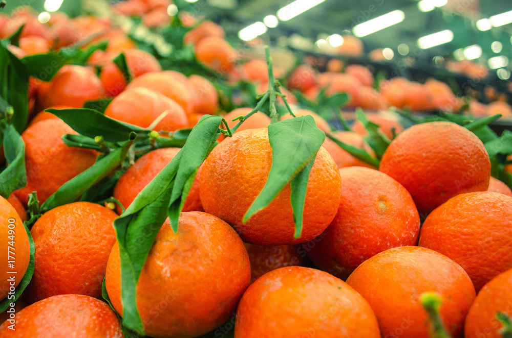 Fresh ripe mandarin oranges with green leaves Fresh ripe mandarin oranges with green leaves