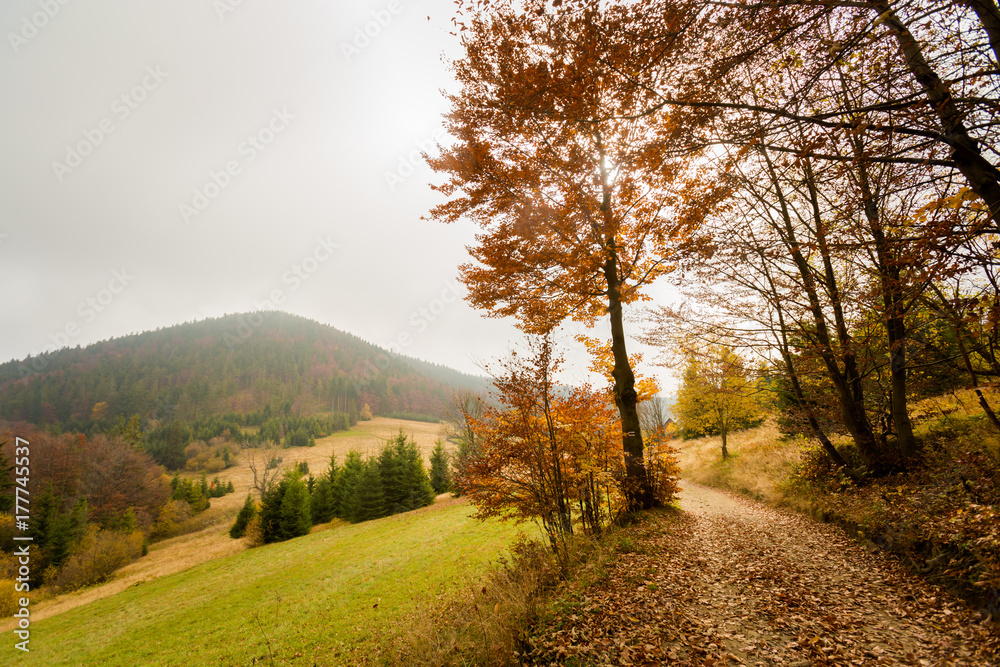 Fototapeta premium Beautiful autumn woods landscape