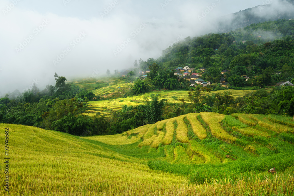 Terraced rice field landscape in harvesting season with low clouds in Y Ty, Bat Xat district, Lao Cai, north Vietnam