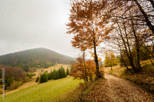 Fototapeta Naklejka Na Ścianę i Meble -  Beautiful autumn woods landscape