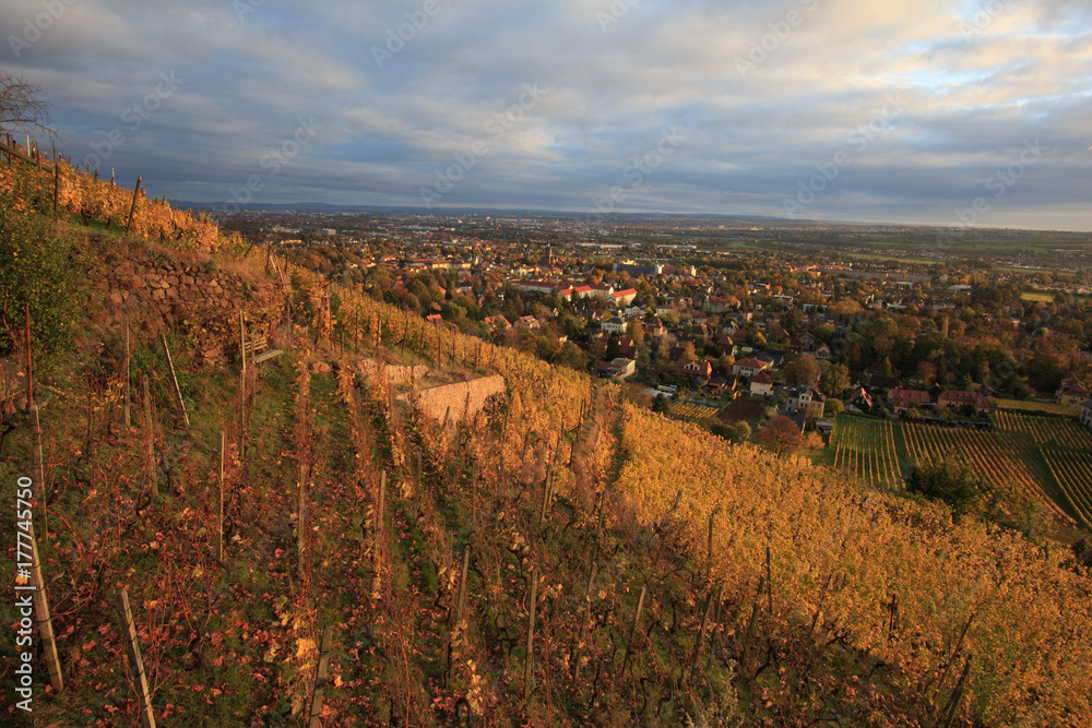vineyards in Radebeul, Saxony, Germany