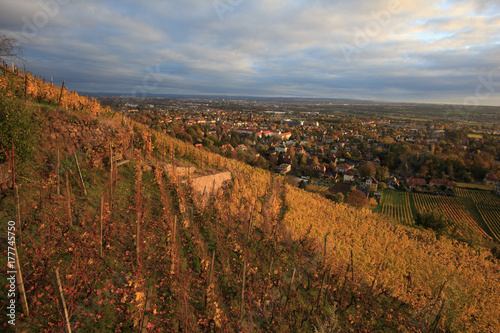 vineyards in Radebeul  Saxony  Germany