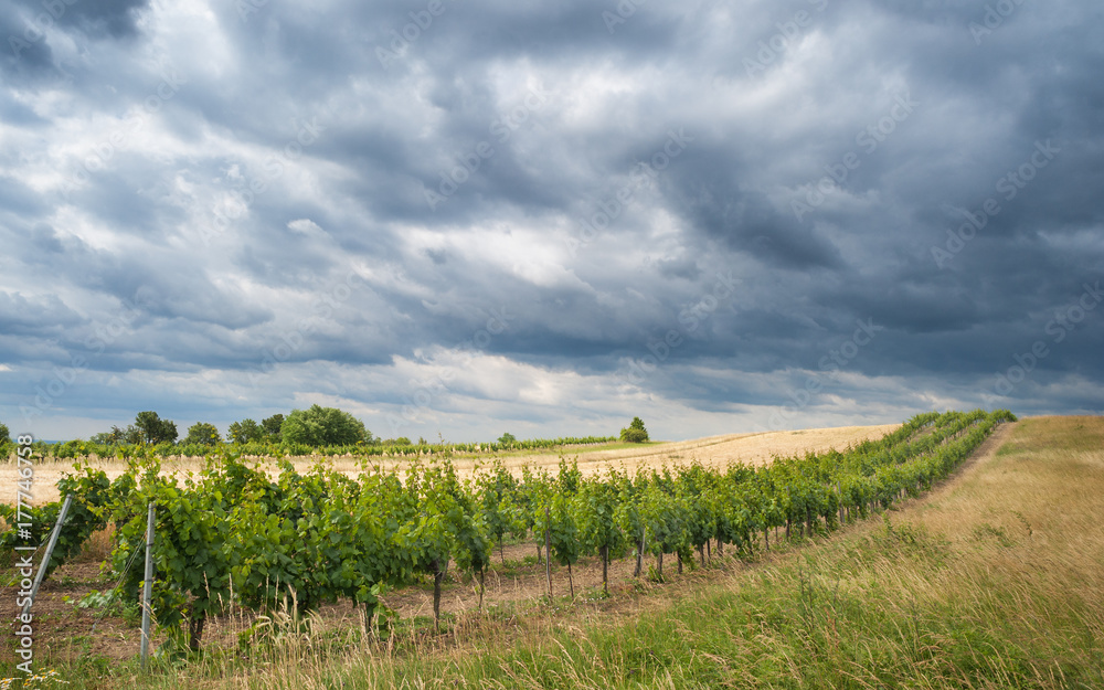 Fototapeta premium Weinberg mit dunklen Wolekn im Burgenland