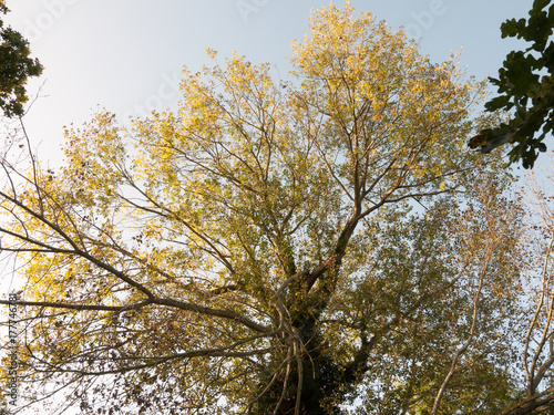 beautiful big tree overhead with gold leaves in autumn