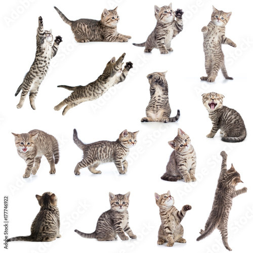 Fototapeta Naklejka Na Ścianę i Meble -  Cats or kittens isolated collection