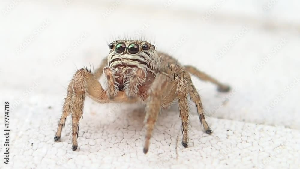 Brown jumping spider looking at me Brown jumping spider looking at me