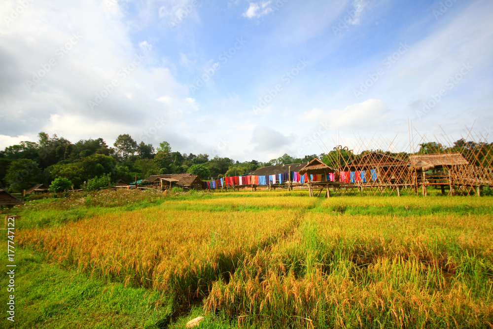 Bamboo bridge in the rice field.Green season Bamboo bridge in the rice field.Green season