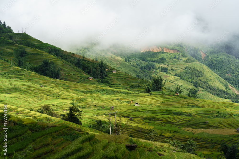 Obraz premium Terraced rice field landscape in harvesting season with low clouds in Y Ty, Bat Xat district, Lao Cai, north Vietnam