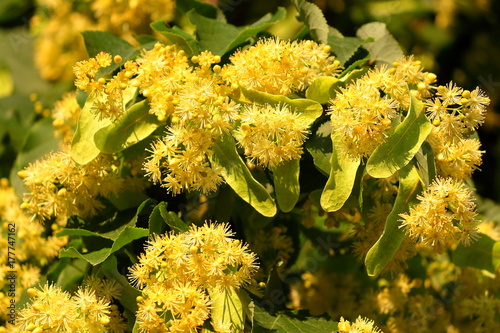 Blooming linden, lime tree in bloom photo