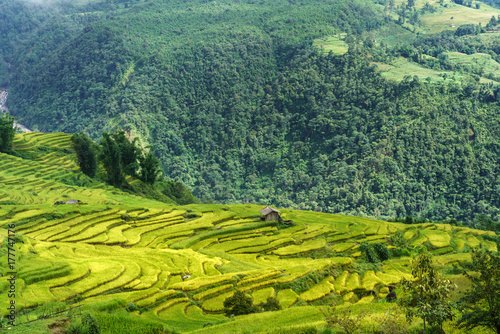 Terraced rice field landscape in harvesting season in Y Ty  Bat Xat district  Lao Cai  north Vietnam