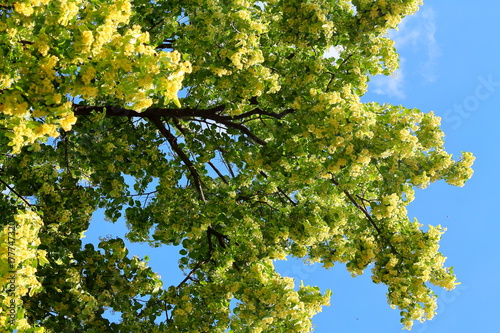 Blooming linden, lime tree in bloom against the blue sky. Used for the preparation of healing tea photo