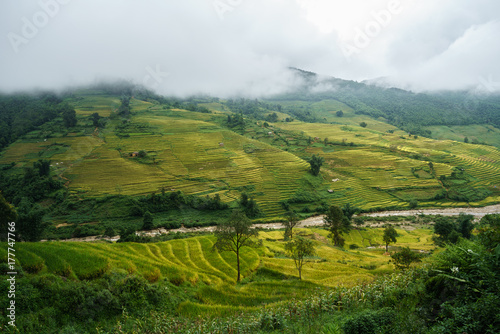 Fototapeta Naklejka Na Ścianę i Meble -  Terraced rice field landscape in harvesting season with low clouds in Y Ty, Bat Xat district, Lao Cai, north Vietnam