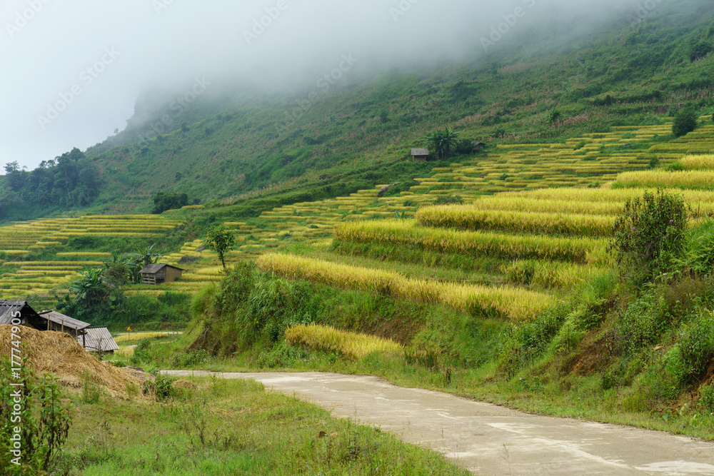 Terraced rice field with curved road landscape in harvesting season in Y Ty, Bat Xat district, Lao Cai, north Vietnam
