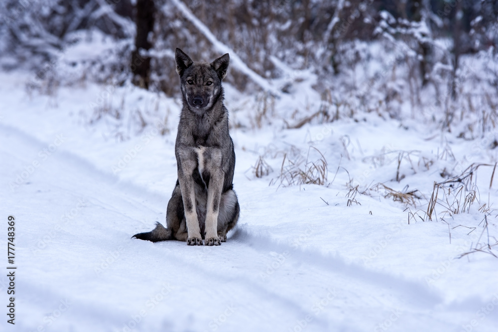 Naklejka premium Homeless dog, winter in snow