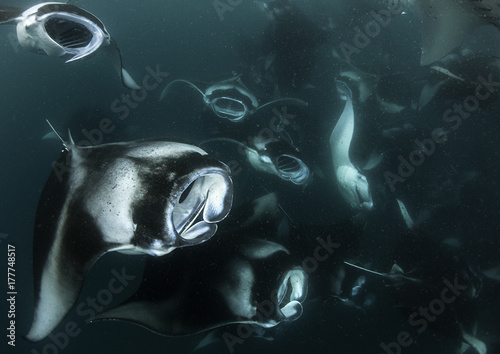 Large school of manta rays feeding on plankton in Hanifaru Bay, Baa Atoll, Maldives. photo