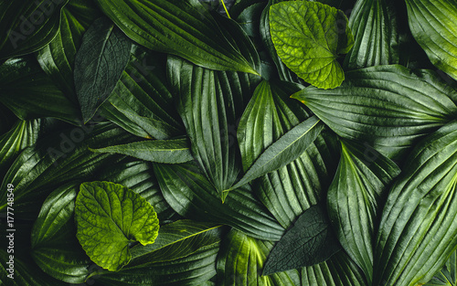 Creative background made green leaves