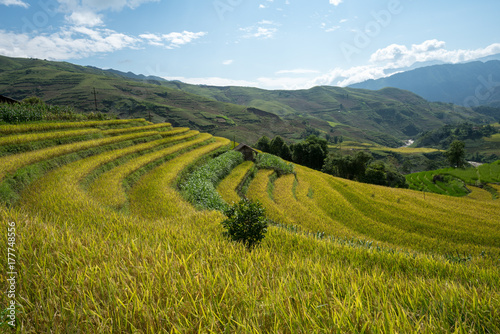 Terraced rice field landscape of Y Ty  Bat Xat district  Lao Cai  north Vietnam