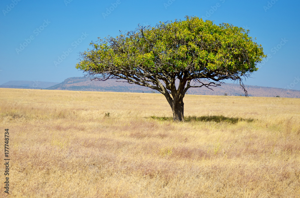 African savanna grassland landscape, acacia tree in savannah in Africa ...