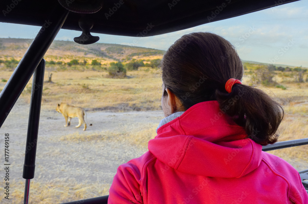 Woman tourist in safari car in Africa, watching lioness and african savannah wildlife
