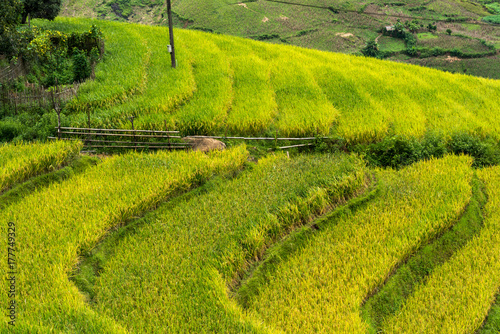 Terraced rice field landscape in harvesting season in Y Ty  Bat Xat district  Lao Cai  north Vietnam