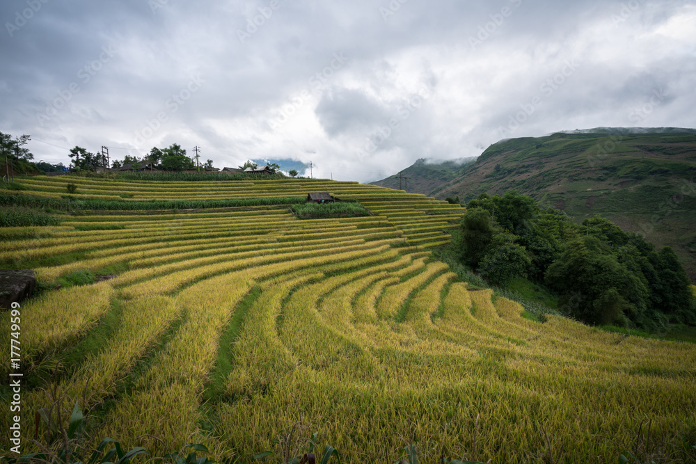 Terraced rice field landscape in harvesting season in Y Ty, Bat Xat district, Lao Cai, north Vietnam Terraced rice field landscape in harvesting season in Y Ty, Bat Xat district, Lao Cai, north Vietnam