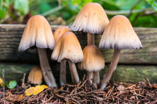 Mica cap mushroom fungus growing out of a wooden garden border. Scientific name of Coprinus micaceus.