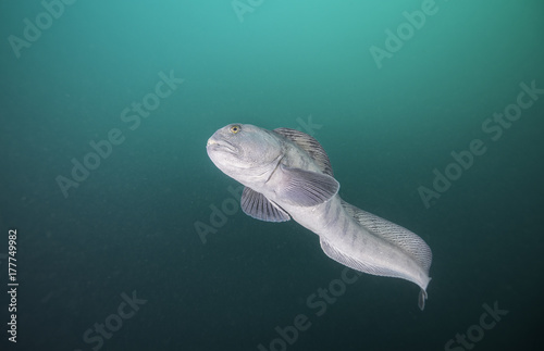Wolf fish, Eyjafjordur, northern Iceland. photo