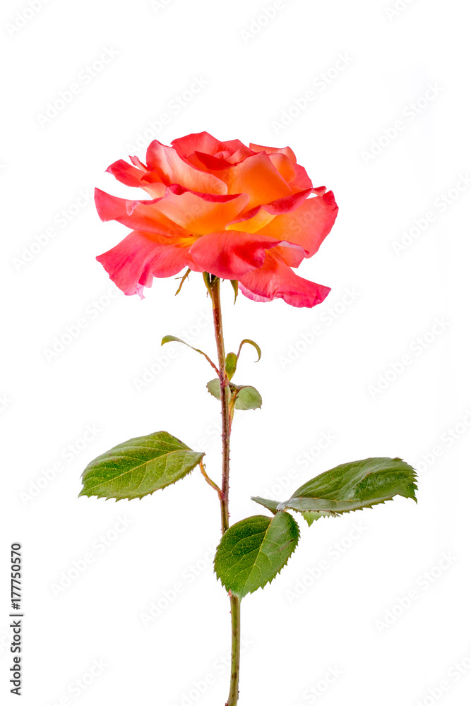 close-up of rose flower isolated on white background. greeting and holiday card or postcard. close-up of rose flower isolated on white background. greeting and holiday card or postcard.