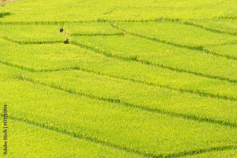 Top Scenic view of green rice filed at north thailand Top Scenic view of green rice filed at north thailand