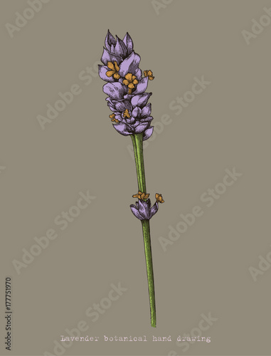 Lavender botanical hand drawing antique style
