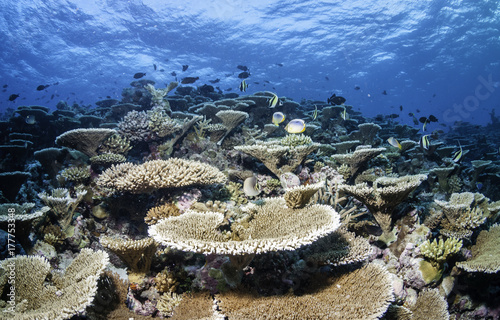 Tropical seascape  South Male Atoll  Maldives.