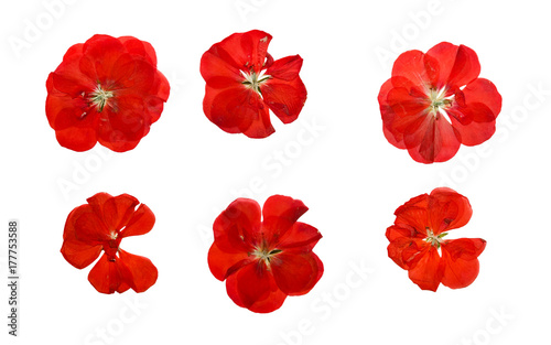 Canvastavla Pressed and dried delicate red flowers geranium (pelargonium)