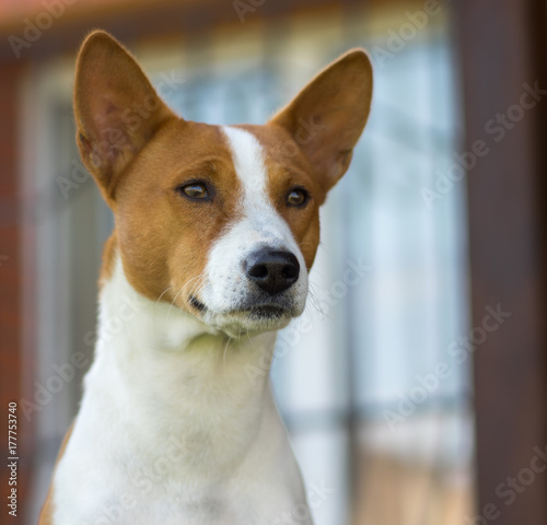 Fotografie Outdoor portrait of royal basenji dog closely watching