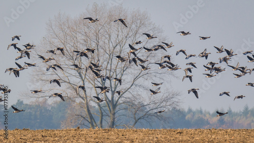 WILD GEESE - Autumn migrations of wild birds