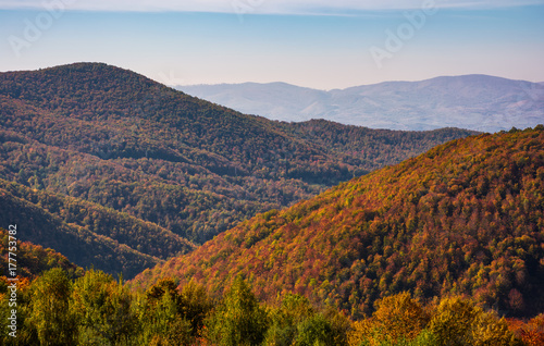 mountains with forest in red foliage. lovely nature scenery in Carpathian Mountains