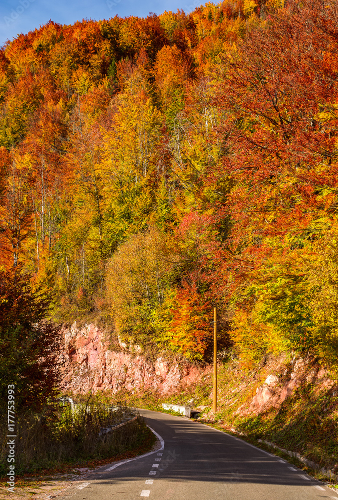 road through forest on a steep slope. beautiful transportation scenery in autumn road through forest on a steep slope. beautiful transportation scenery in autumn