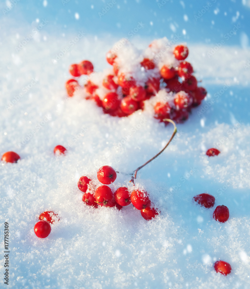 Berries of red mountain ash in snow Berries of red mountain ash in snow
