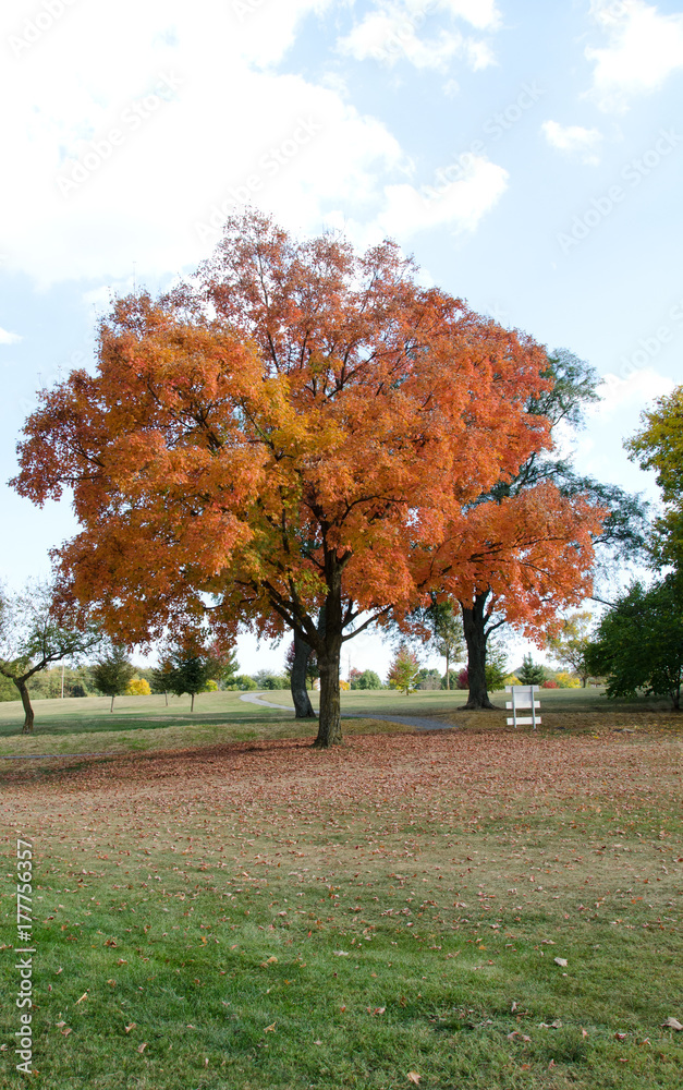 Naklejka premium Fall Tree