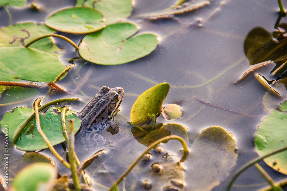 Naklejka premium Frog on water lily