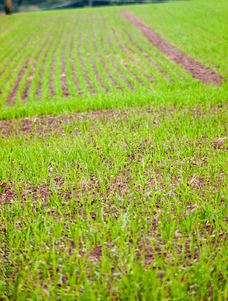 farm field green planted texture background landscape farm field green planted texture background landscape