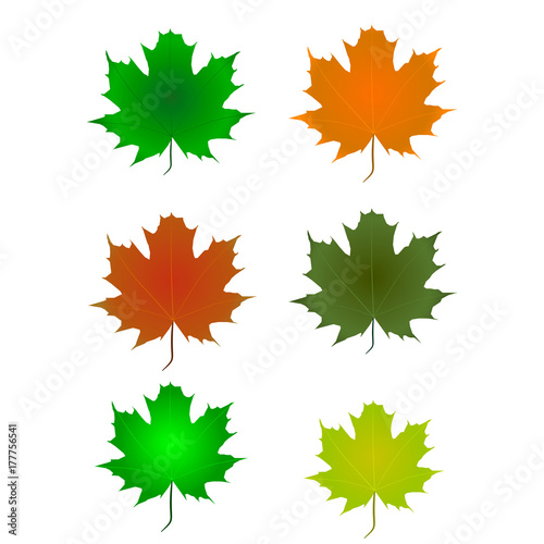 maple leaf-vector image