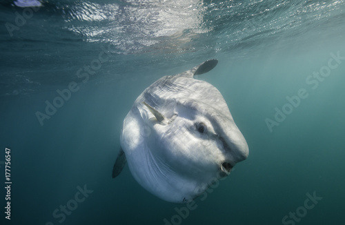 Oceanic sun fish, or mola mola, swimming on the surface during the sardine run off the east coast of South Africa. photo