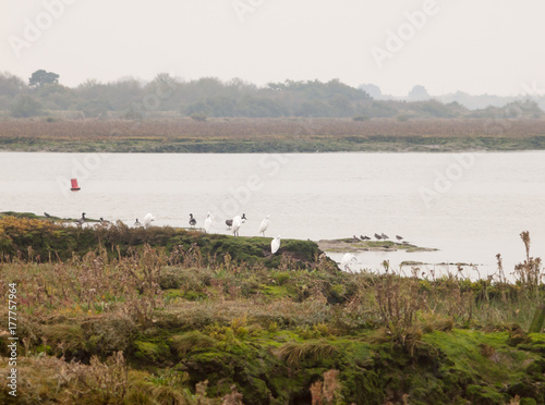 group of small egrets and birds resting on coast edge