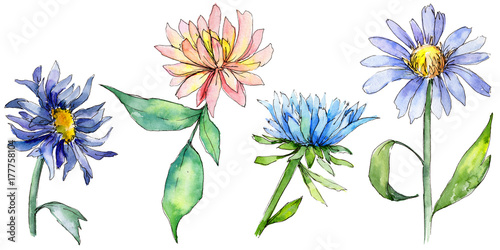 Wildflower aster flower in a watercolor style isolated. Full name of the plant: aster. Aquarelle wild flower for background, texture, wrapper pattern, frame or border.