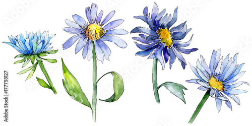 Wildflower aster flower in a watercolor style isolated. Full name of the plant: aster. Aquarelle wild flower for background, texture, wrapper pattern, frame or border. photo