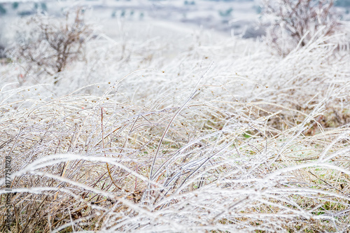 Icy grass in winter, stems of dry grass covered with ice