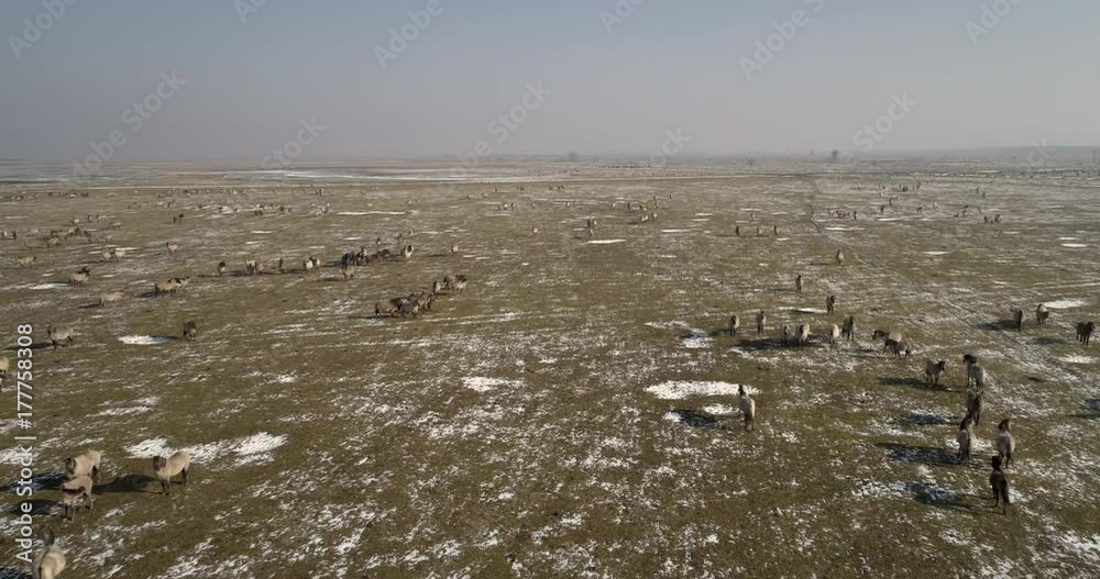 Wild horses in winter landscape, aerial riser. Wild horses in winter landscape, aerial riser.