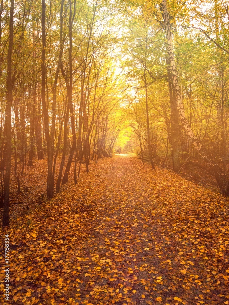 Obraz premium Piękny widok w lesie jesienią