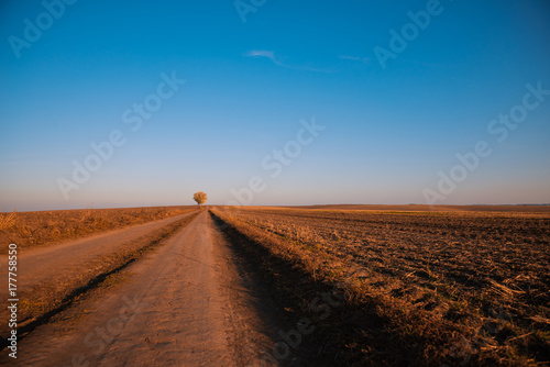 rural fall season landscape with tree on horizon